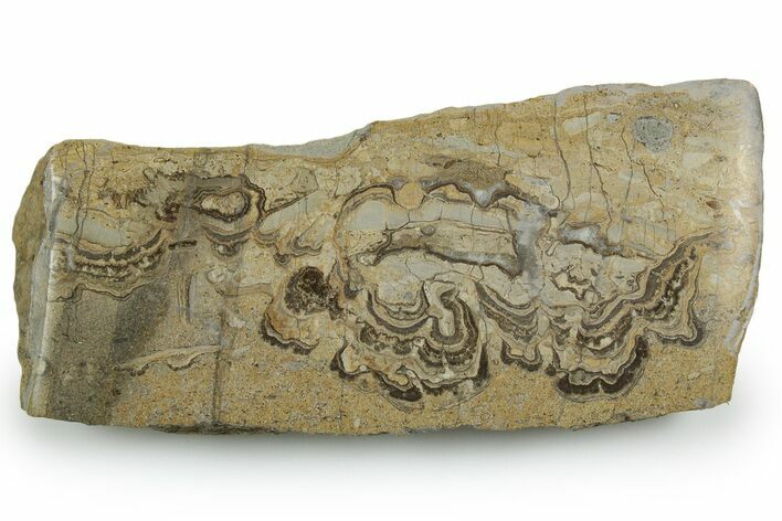 Upper Carboniferous Stromatolite Slab - Fife, Scotland #353858